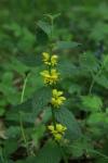 Lamium galeobdolon