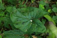 Arum maculatum