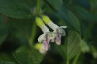 Melittis melissophyllum