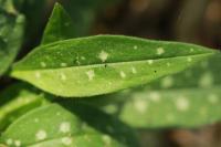 Pulmonaria longifolia