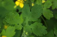 Chelidonium majus
