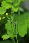 Chelidonium majus