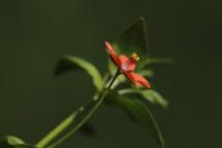 Lysimachia arvensis