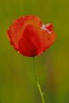 Papaver rhoeas