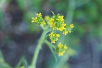 Sisymbrium officinale