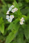 Myosotis arvensis