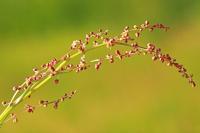Rumex acetosella