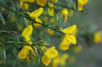 Cytisus scoparius