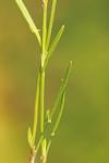 Rumex acetosella