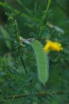 Cytisus scoparius
