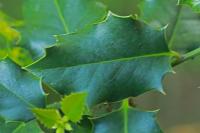Ilex aquifolium