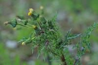 Sonchus asper