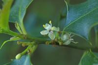 Ilex aquifolium