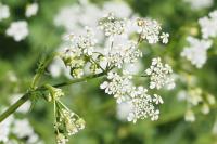 Anthriscus sylvestris