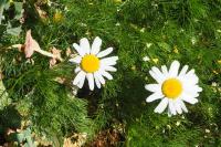 Anthemis arvensis