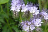 Phacelia tanacetifolia