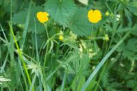 Ranunculus polyanthemoides