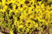 Sedum acre