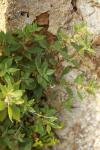 Parietaria judaica