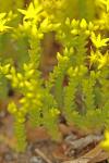 Sedum acre