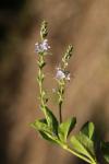Veronica officinalis