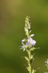 Veronica officinalis