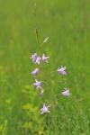 Campanula rapunculus