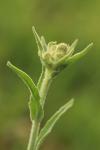Andryala integrifolia
