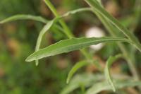 Andryala integrifolia
