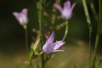 Campanula rapunculus