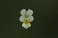 Viola arvensis