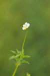 Viola arvensis