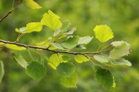 Populus tremula