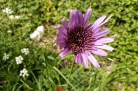 Tragopogon porrifolius