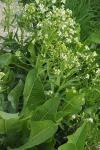 Armoracia rusticana