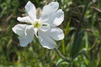 Silene latifolia