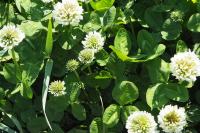 Trifolium repens