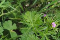 Geranium dissectum