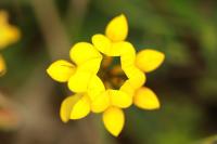 Lotus corniculatus