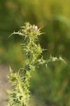 Carduus tenuiflorus