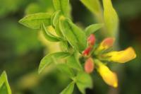 Lotus corniculatus