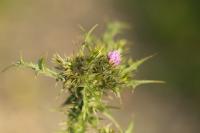 Carduus tenuiflorus
