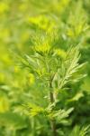 Artemisia vulgaris