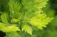 Artemisia vulgaris