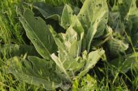 Verbascum thapsus