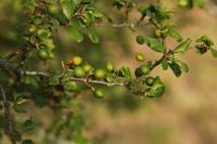Prunus spinosa