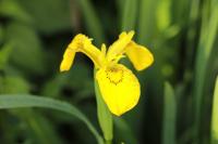 Iris pseudacorus
