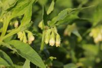 Symphytum officinale