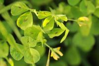 Medicago arabica