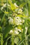 Lamium album